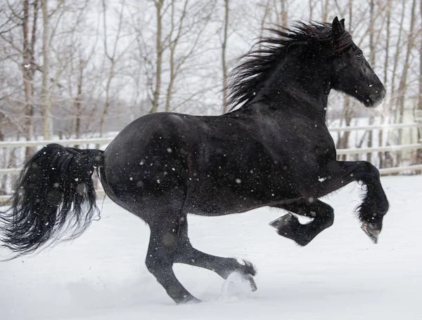 horse exercise and fitness guide Horse Exercise and Fitness Guide: Build Endurance Safely