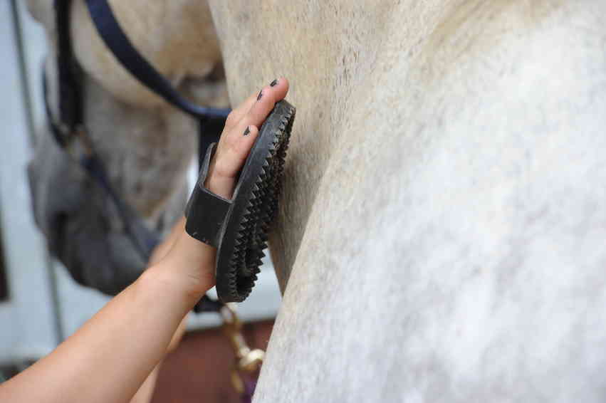 horse grooming brush types Horse Grooming Brush Types and Their Uses