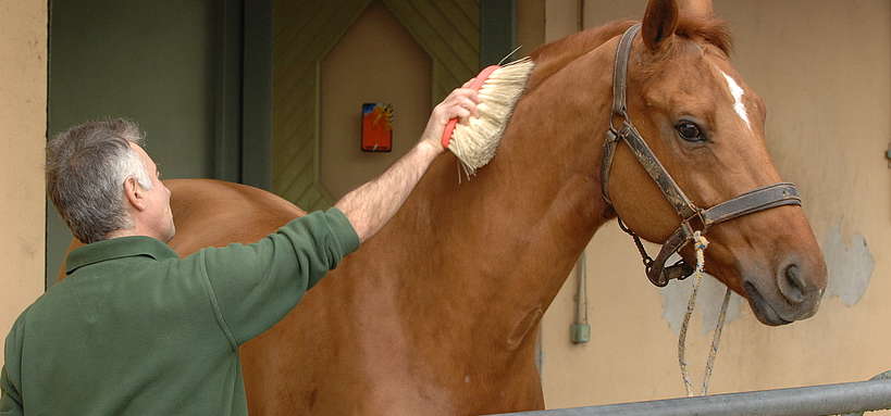 Horse Grooming Eco-Friendly Tips & Products