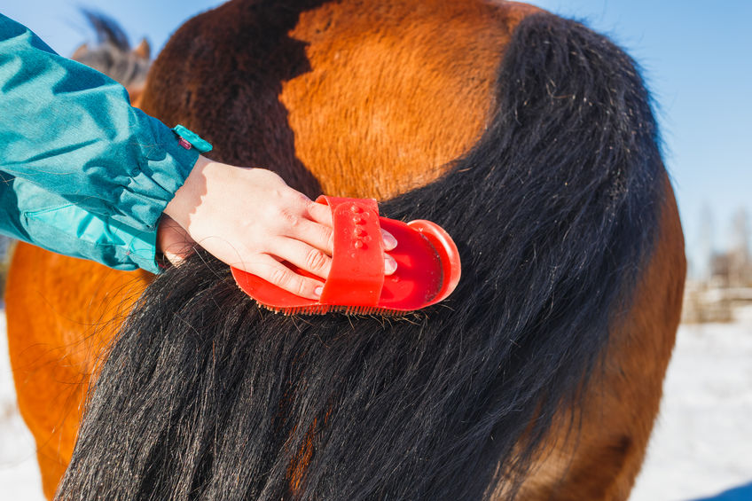 horse grooming for beginners kids Horse Grooming for Beginner Kids: Easy Guide