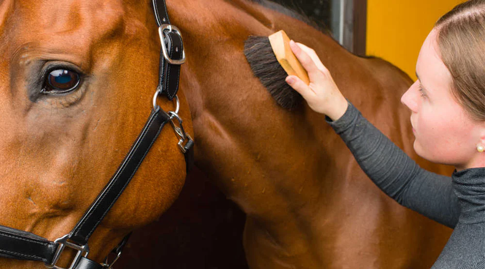 Horse Grooming Gloves Guide for Easy Cleaning