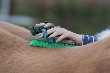horse grooming gloves guide Horse Grooming Gloves Guide for Easy Cleaning