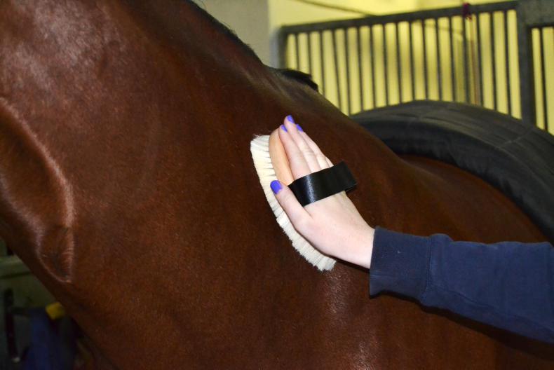horse grooming hoof care Horse Grooming Hoof Care Guide for Strong Hooves
