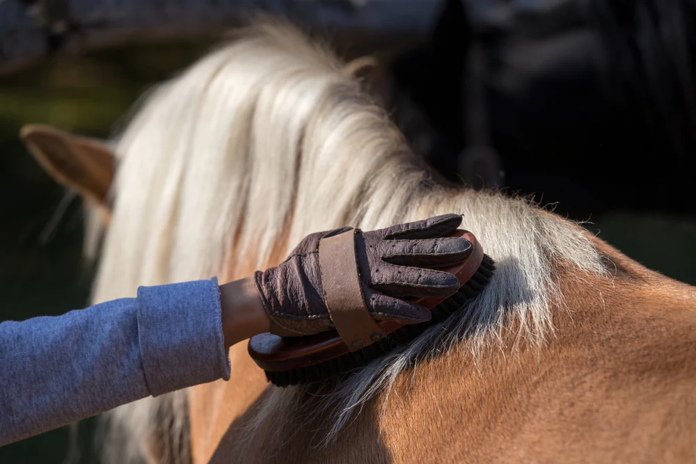 Horse Grooming in Winter: Cold Weather Guide