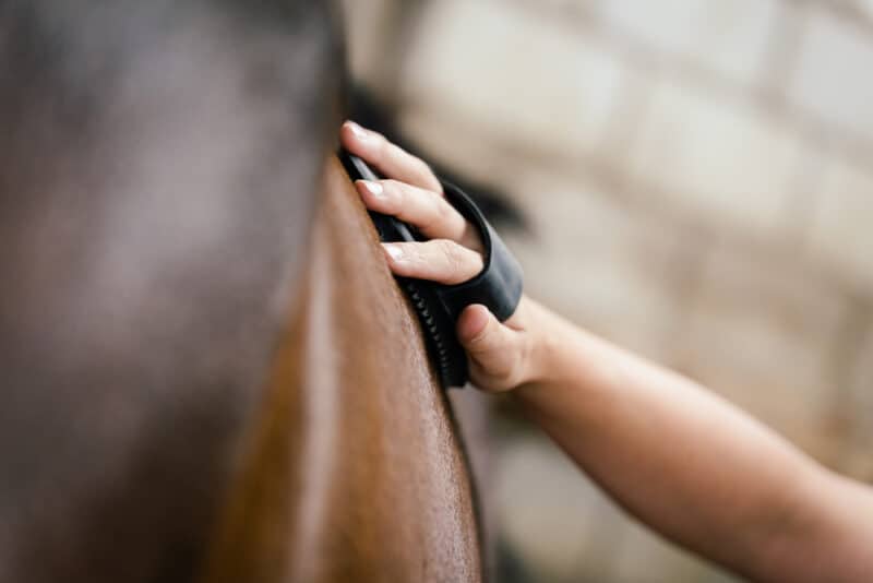 horse grooming kit checklist Horse Grooming Kit Checklist for Owners