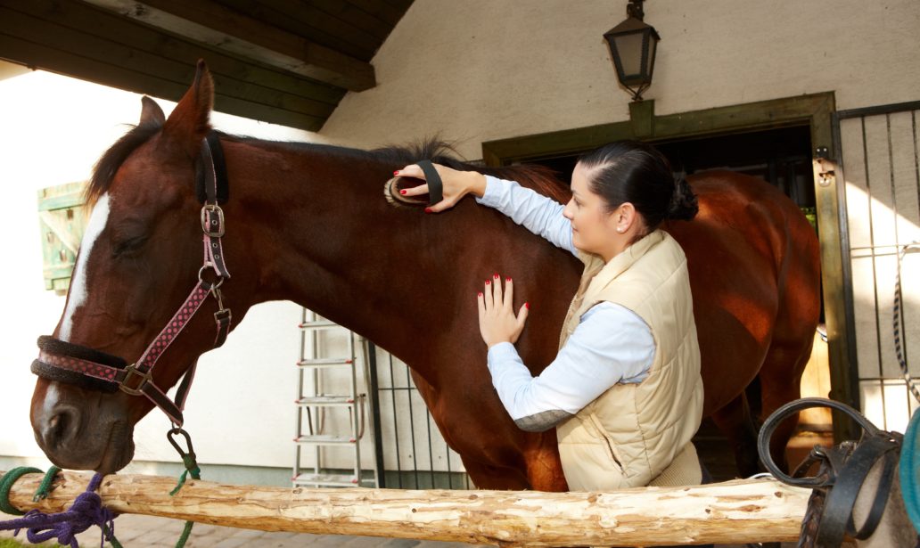 Horse Grooming Routine for Stable Management