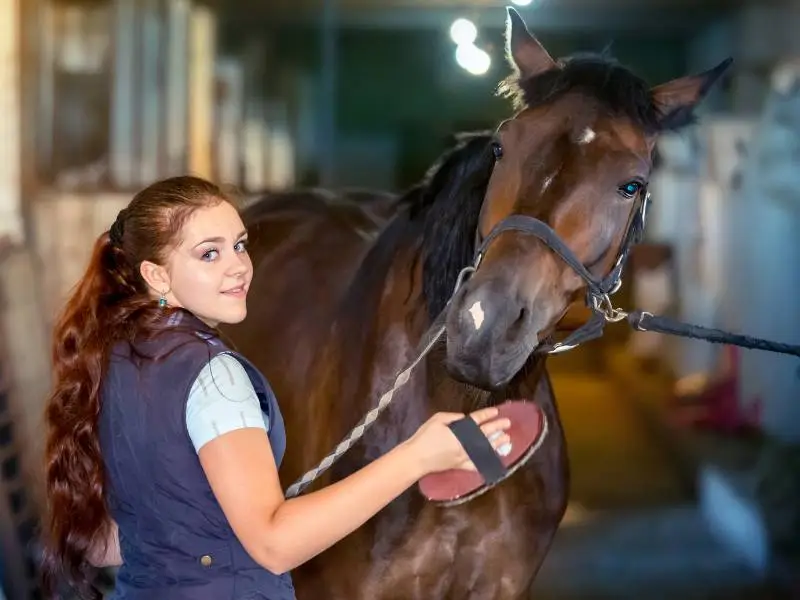 Horse Grooming Show Preparation Guide