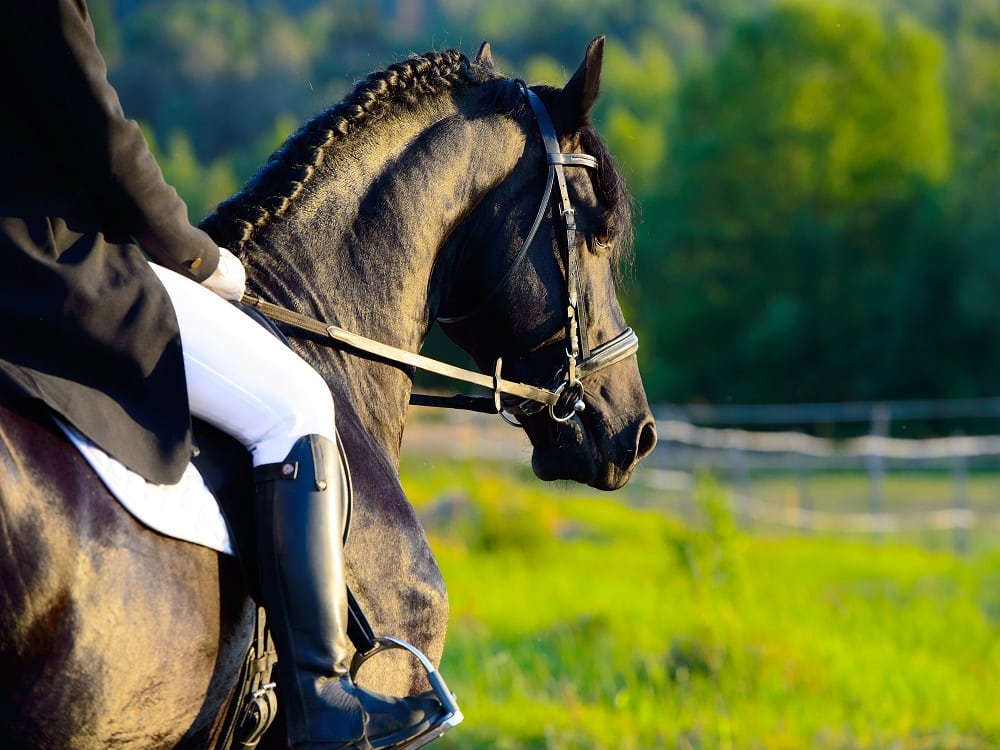preventive health care for Friesians Preventive Health Care for Friesians: Vaccines and Routines
