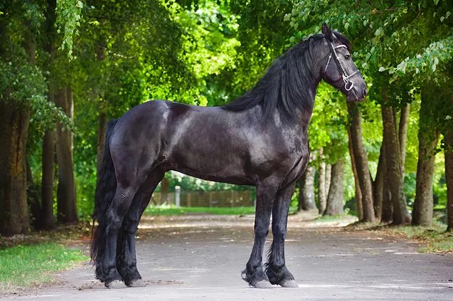 Rare Friesian Horse Colors: Chestnut Friesians and More