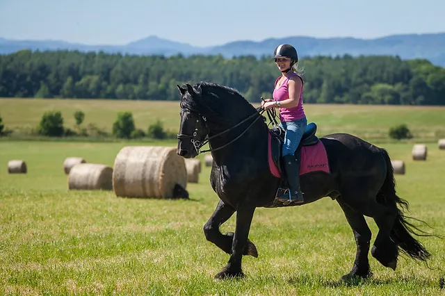 Seasonal Care for Friesian Horses: Tips for Year-Round Health