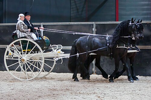 show preparation for Friesian horses Show Preparation for Friesian Horses: Presentation and Grooming