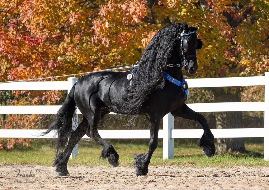 why Friesian horses have high action Why Friesian Horses Have High Action: The Mechanics of Their Gait