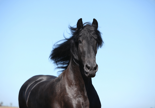 winter care for Friesian horses Winter Care for Friesian Horses: Keep Your Horse Warm and Safe