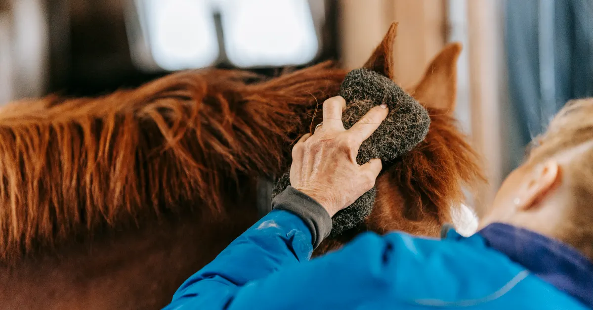 Best Horse Brushes for Daily Grooming and Show Preparation
