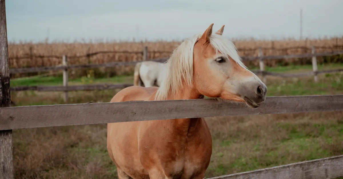 Haflinger Horse: History, Characteristics, Temperament & Uses