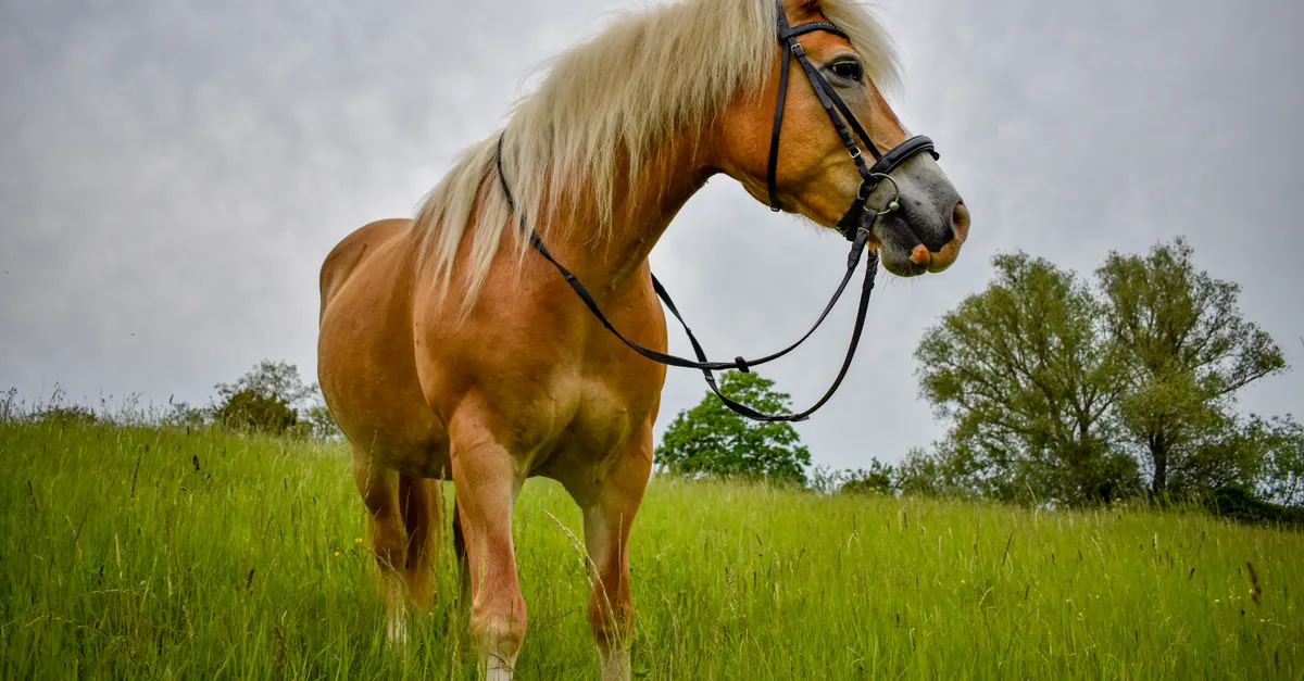 Haflinger Horse: History, Characteristics, Temperament & Uses