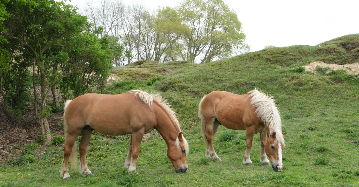 Haflinger Horse: History, Characteristics, Temperament & Uses